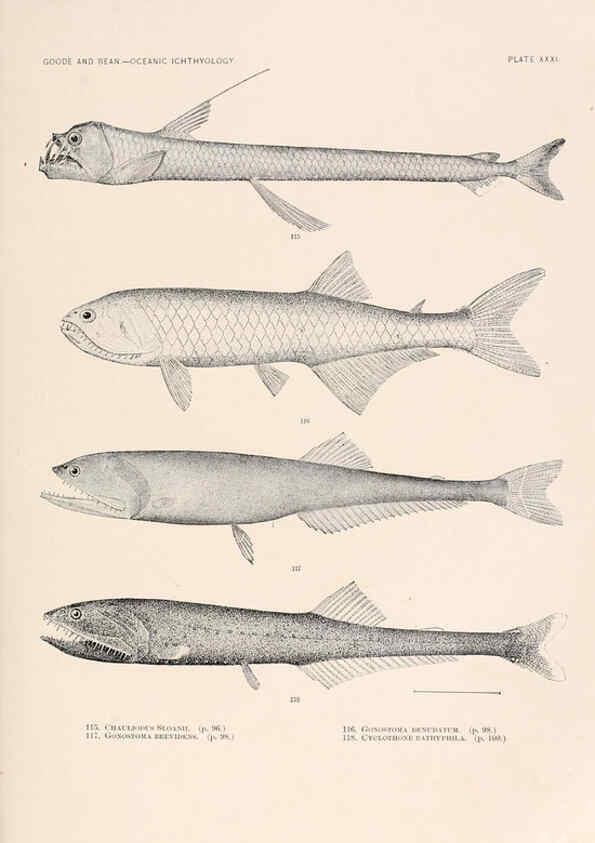 Reproducción/Reproduction 6441782729: Oceanic ichthyology. v.22 atlas. Cambridge, U.S.A. :Printed for the Museum,1896