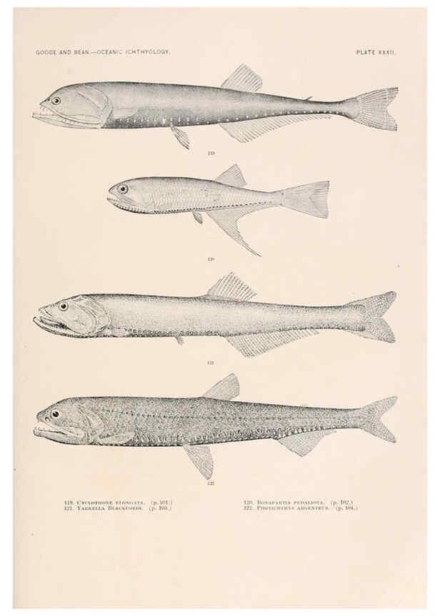 Reproducción/Reproduction 6441783029: Oceanic ichthyology. v.22 atlas. Cambridge, U.S.A. :Printed for the Museum,1896