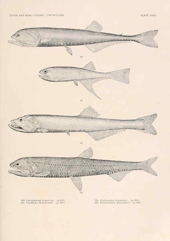 Reproducción/Reproduction 6441783029: Oceanic ichthyology. v.22 atlas. Cambridge, U.S.A. :Printed for the Museum,1896