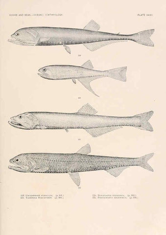 Reproducción/Reproduction 6441783029: Oceanic ichthyology. v.22 atlas. Cambridge, U.S.A. :Printed for the Museum,1896