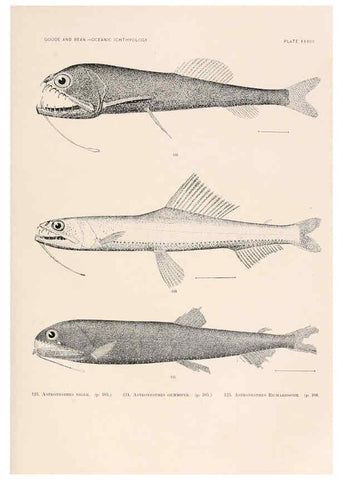 Reproducción/Reproduction 6441783327: Oceanic ichthyology. v.22 atlas. Cambridge, U.S.A. :Printed for the Museum,1896
