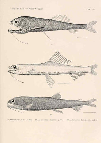 Reproducción/Reproduction 6441783327: Oceanic ichthyology. v.22 atlas. Cambridge, U.S.A. :Printed for the Museum,1896