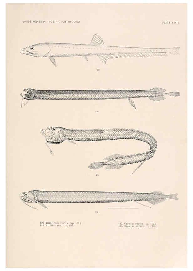 Reproducción/Reproduction 6441783637: Oceanic ichthyology. v.22 atlas. Cambridge, U.S.A. :Printed for the Museum,1896