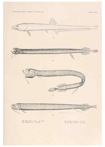 Reproducción/Reproduction 6441783637: Oceanic ichthyology. v.22 atlas. Cambridge, U.S.A. :Printed for the Museum,1896