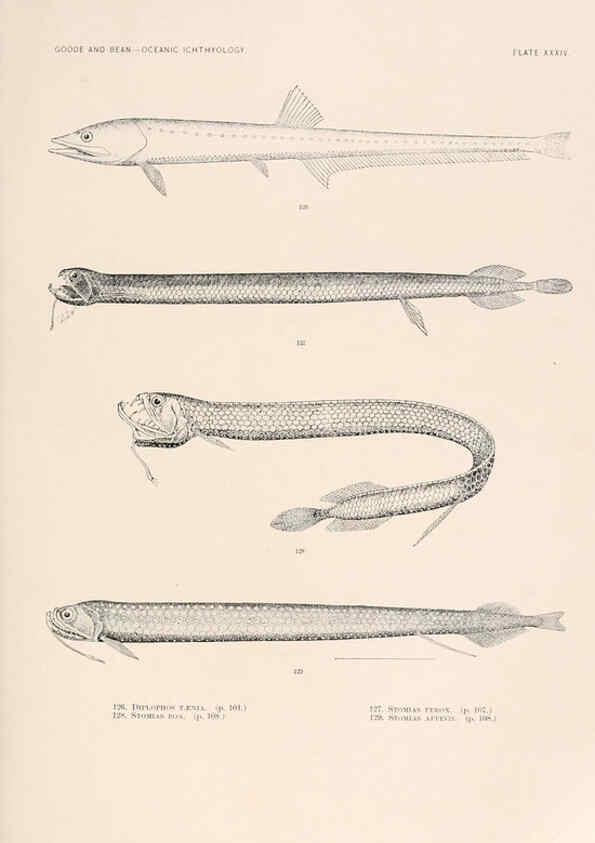 Reproducción/Reproduction 6441783637: Oceanic ichthyology. v.22 atlas. Cambridge, U.S.A. :Printed for the Museum,1896
