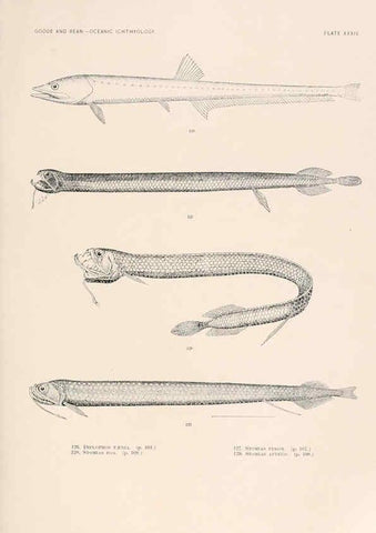 Reproducción/Reproduction 6441783637: Oceanic ichthyology. v.22 atlas. Cambridge, U.S.A. :Printed for the Museum,1896