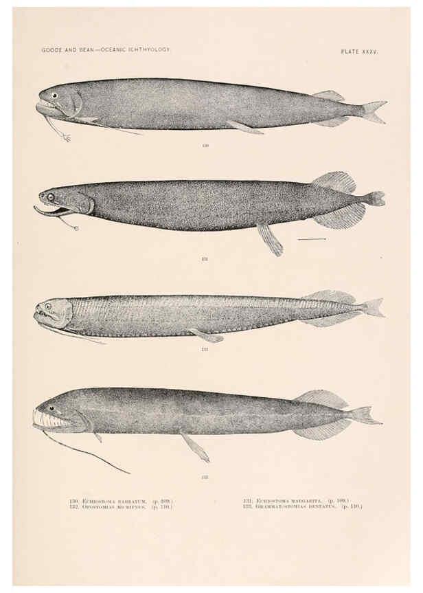 Reproducción/Reproduction 6441783973: Oceanic ichthyology. v.22 atlas. Cambridge, U.S.A. :Printed for the Museum,1896