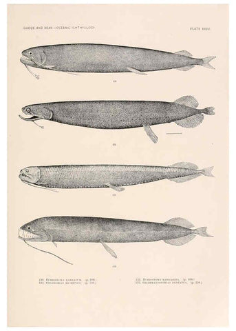 Reproducción/Reproduction 6441783973: Oceanic ichthyology. v.22 atlas. Cambridge, U.S.A. :Printed for the Museum,1896