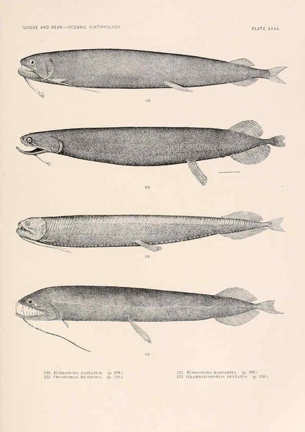 Reproducción/Reproduction 6441783973: Oceanic ichthyology. v.22 atlas. Cambridge, U.S.A. :Printed for the Museum,1896