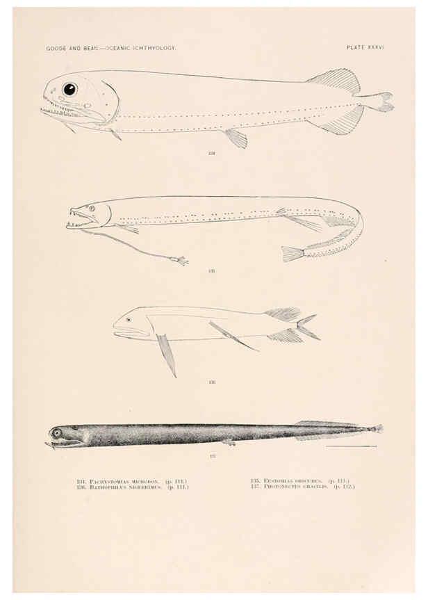Reproducción/Reproduction 6441784377: Oceanic ichthyology. v.22 atlas. Cambridge, U.S.A. :Printed for the Museum,1896