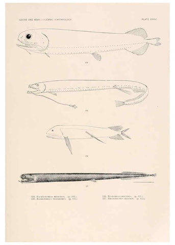 Reproducción/Reproduction 6441784377: Oceanic ichthyology. v.22 atlas. Cambridge, U.S.A. :Printed for the Museum,1896