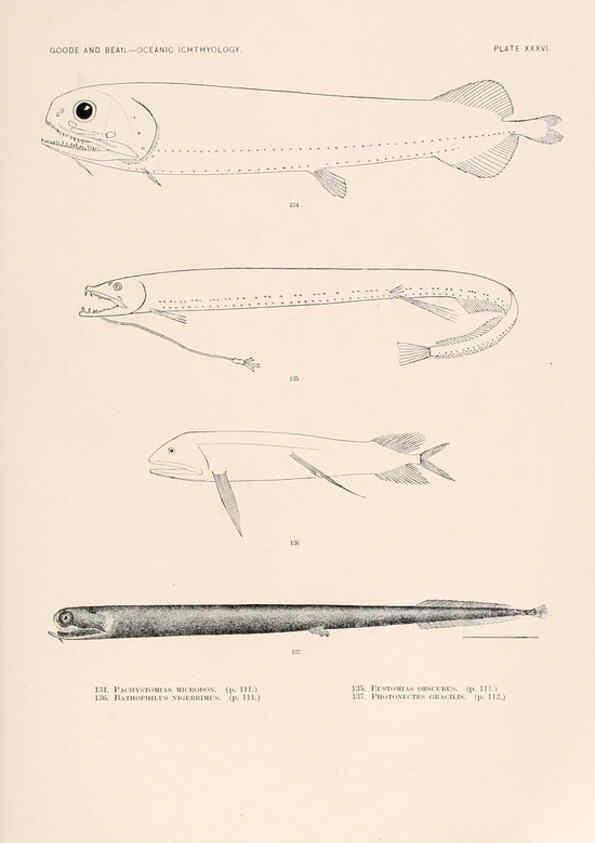 Reproducción/Reproduction 6441784377: Oceanic ichthyology. v.22 atlas. Cambridge, U.S.A. :Printed for the Museum,1896