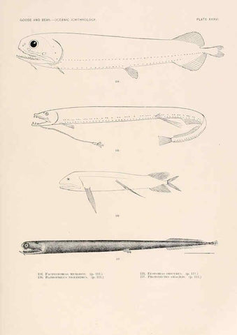 Reproducción/Reproduction 6441784377: Oceanic ichthyology. v.22 atlas. Cambridge, U.S.A. :Printed for the Museum,1896