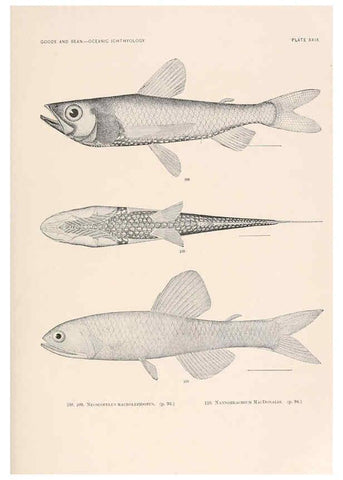 Reproducción/Reproduction 6441782085: Oceanic ichthyology. v.22 atlas. Cambridge, U.S.A. :Printed for the Museum,1896