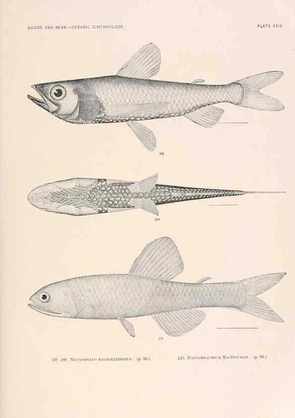 Reproducción/Reproduction 6441782085: Oceanic ichthyology. v.22 atlas. Cambridge, U.S.A. :Printed for the Museum,1896