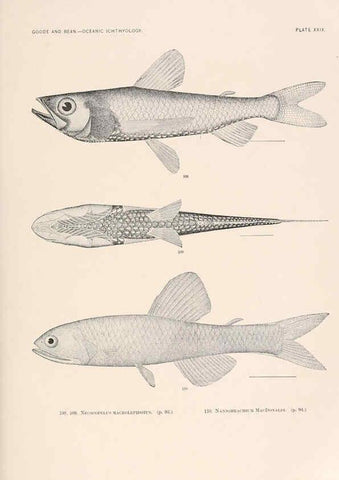Reproducción/Reproduction 6441782085: Oceanic ichthyology. v.22 atlas. Cambridge, U.S.A. :Printed for the Museum,1896