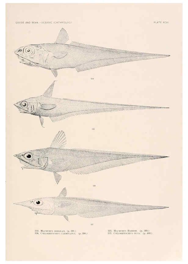 Reproducción/Reproduction 6441806167: Oceanic ichthyology. v.22 atlas. Cambridge, U.S.A. :Printed for the Museum,1896