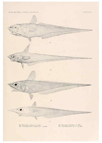 Reproducción/Reproduction 6441806167: Oceanic ichthyology. v.22 atlas. Cambridge, U.S.A. :Printed for the Museum,1896