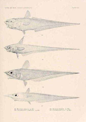 Reproducción/Reproduction 6441806167: Oceanic ichthyology. v.22 atlas. Cambridge, U.S.A. :Printed for the Museum,1896