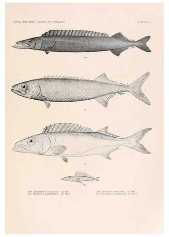 Reproducción/Reproduction 6441792223: Oceanic ichthyology. v.22 atlas. Cambridge, U.S.A. :Printed for the Museum,1896
