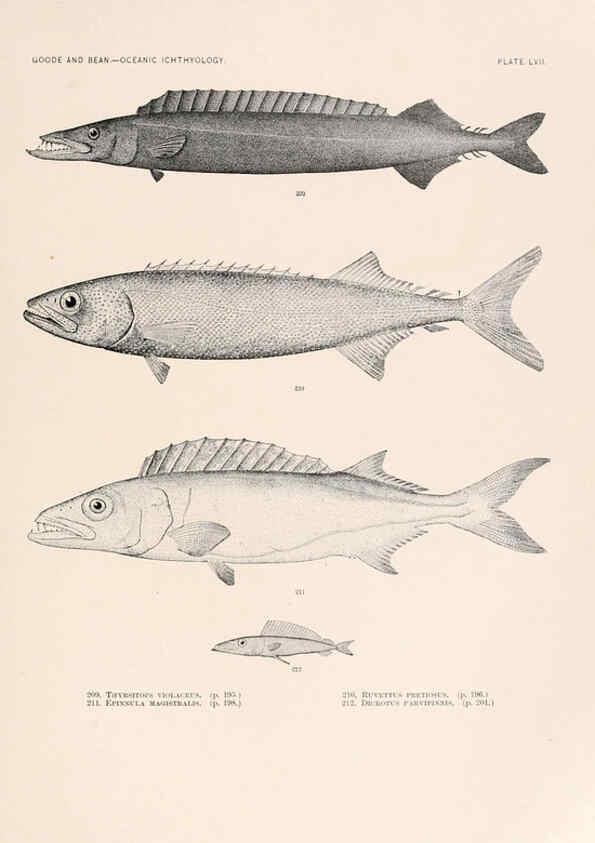 Reproducción/Reproduction 6441792223: Oceanic ichthyology. v.22 atlas. Cambridge, U.S.A. :Printed for the Museum,1896