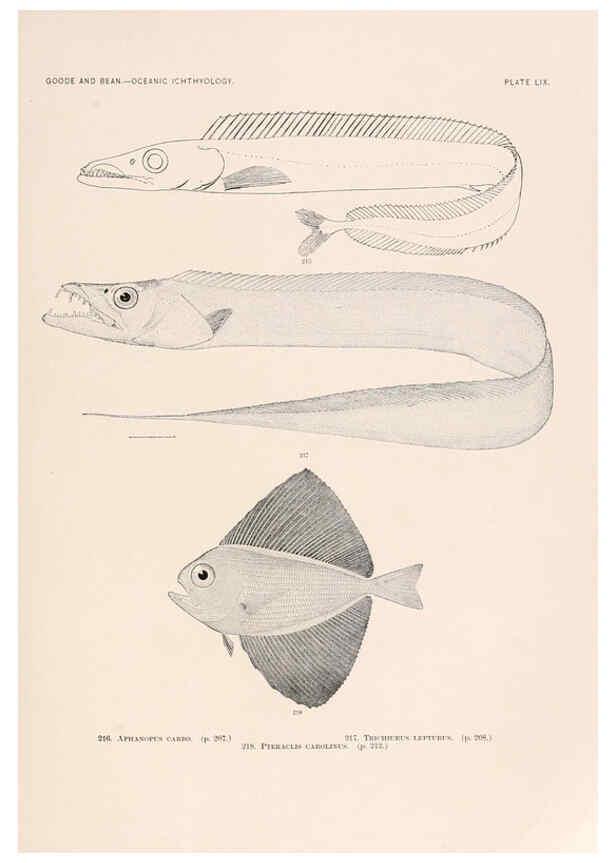 Reproducción/Reproduction 6441793007: Oceanic ichthyology. v.22 atlas. Cambridge, U.S.A. :Printed for the Museum,1896
