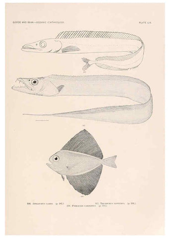 Reproducción/Reproduction 6441793007: Oceanic ichthyology. v.22 atlas. Cambridge, U.S.A. :Printed for the Museum,1896