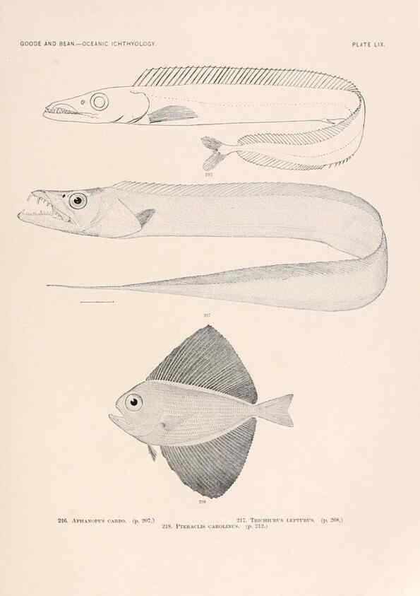 Reproducción/Reproduction 6441793007: Oceanic ichthyology. v.22 atlas. Cambridge, U.S.A. :Printed for the Museum,1896