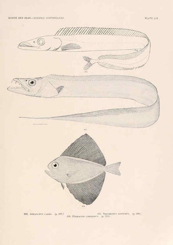 Reproducción/Reproduction 6441793007: Oceanic ichthyology. v.22 atlas. Cambridge, U.S.A. :Printed for the Museum,1896
