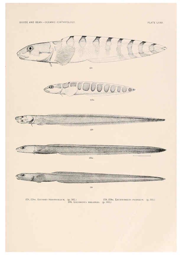 Reproducción/Reproduction 6441800669: Oceanic ichthyology. v.22 atlas. Cambridge, U.S.A. :Printed for the Museum,1896