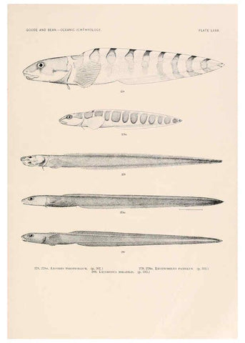 Reproducción/Reproduction 6441800669: Oceanic ichthyology. v.22 atlas. Cambridge, U.S.A. :Printed for the Museum,1896