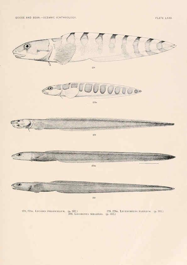 Reproducción/Reproduction 6441800669: Oceanic ichthyology. v.22 atlas. Cambridge, U.S.A. :Printed for the Museum,1896