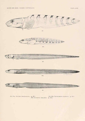 Reproducción/Reproduction 6441800669: Oceanic ichthyology. v.22 atlas. Cambridge, U.S.A. :Printed for the Museum,1896