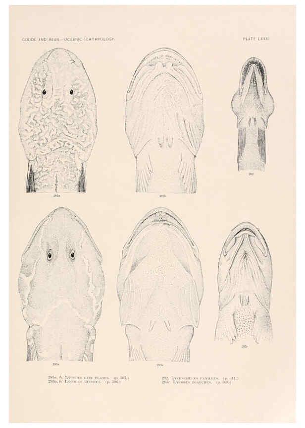 Reproducción/Reproduction 6441800969: Oceanic ichthyology. v.22 atlas. Cambridge, U.S.A. :Printed for the Museum,1896