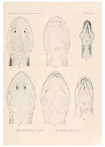Reproducción/Reproduction 6441800969: Oceanic ichthyology. v.22 atlas. Cambridge, U.S.A. :Printed for the Museum,1896