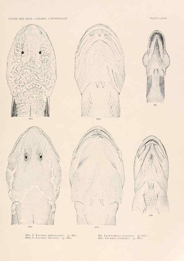 Reproducción/Reproduction 6441800969: Oceanic ichthyology. v.22 atlas. Cambridge, U.S.A. :Printed for the Museum,1896
