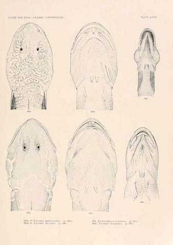 Reproducción/Reproduction 6441800969: Oceanic ichthyology. v.22 atlas. Cambridge, U.S.A. :Printed for the Museum,1896