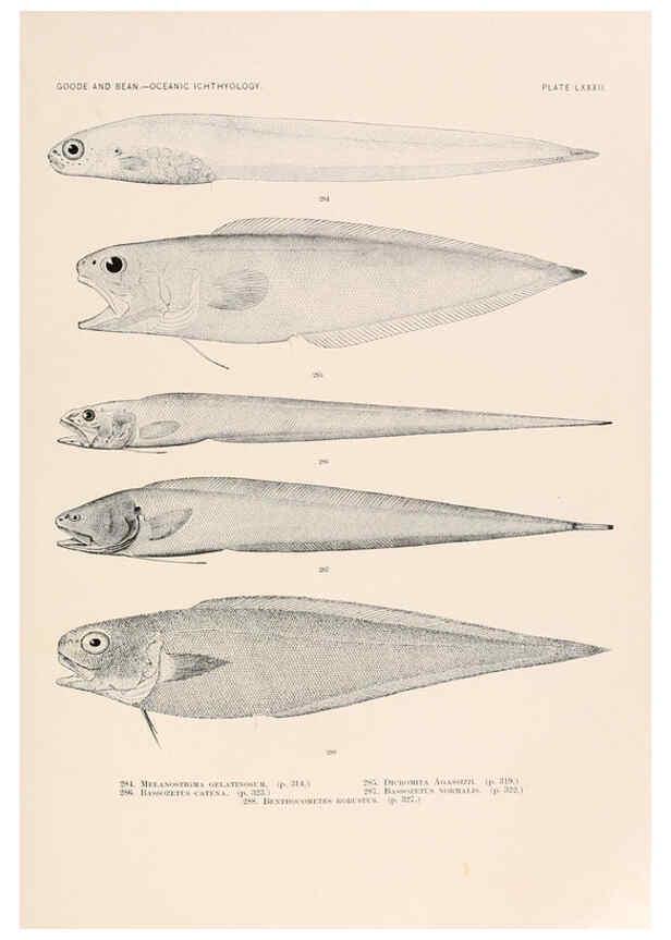 Reproducción/Reproduction 6441801271: Oceanic ichthyology. v.22 atlas. Cambridge, U.S.A. :Printed for the Museum,1896
