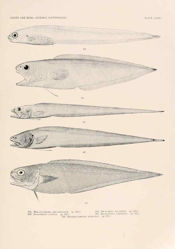 Reproducción/Reproduction 6441801271: Oceanic ichthyology. v.22 atlas. Cambridge, U.S.A. :Printed for the Museum,1896