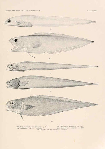 Reproducción/Reproduction 6441801271: Oceanic ichthyology. v.22 atlas. Cambridge, U.S.A. :Printed for the Museum,1896