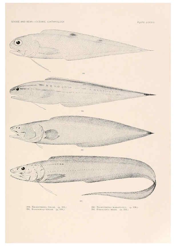 Reproducción/Reproduction 6441801567: Oceanic ichthyology. v.22 atlas. Cambridge, U.S.A. :Printed for the Museum,1896