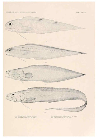 Reproducción/Reproduction 6441801567: Oceanic ichthyology. v.22 atlas. Cambridge, U.S.A. :Printed for the Museum,1896