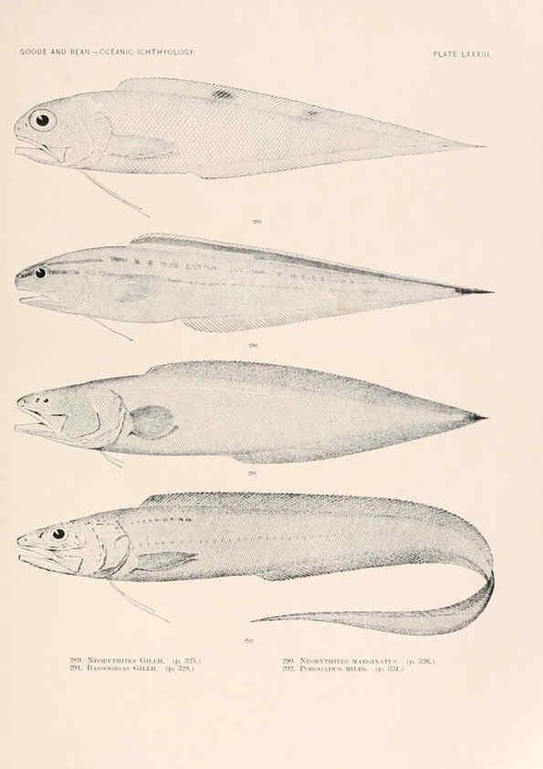Reproducción/Reproduction 6441801567: Oceanic ichthyology. v.22 atlas. Cambridge, U.S.A. :Printed for the Museum,1896