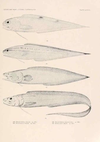 Reproducción/Reproduction 6441801567: Oceanic ichthyology. v.22 atlas. Cambridge, U.S.A. :Printed for the Museum,1896