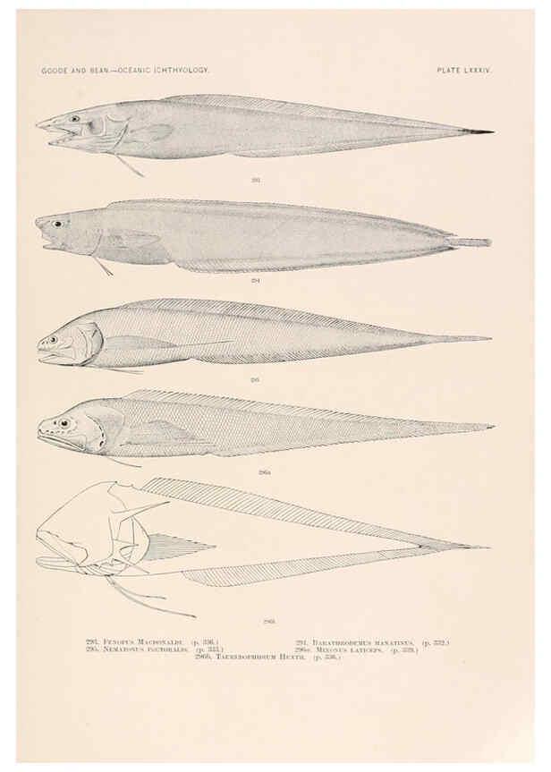 Reproducción/Reproduction 6441801867: Oceanic ichthyology. v.22 atlas. Cambridge, U.S.A. :Printed for the Museum,1896