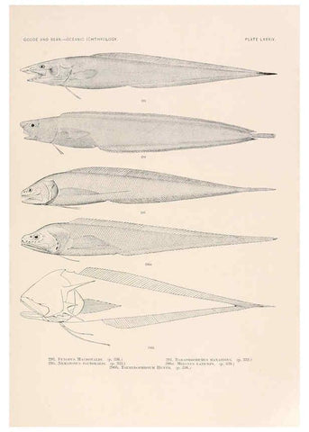 Reproducción/Reproduction 6441801867: Oceanic ichthyology. v.22 atlas. Cambridge, U.S.A. :Printed for the Museum,1896
