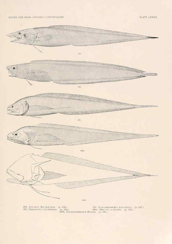 Reproducción/Reproduction 6441801867: Oceanic ichthyology. v.22 atlas. Cambridge, U.S.A. :Printed for the Museum,1896