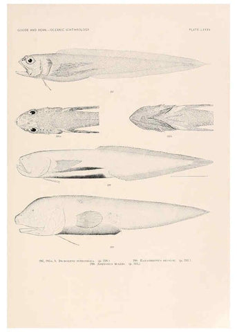 Reproducción/Reproduction 6441802203: Oceanic ichthyology. v.22 atlas. Cambridge, U.S.A. :Printed for the Museum,1896