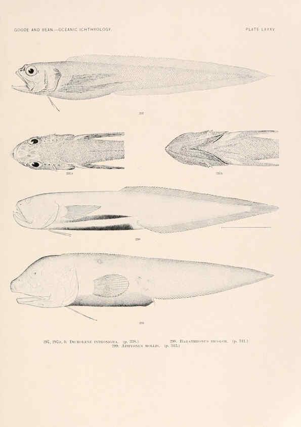 Reproducción/Reproduction 6441802203: Oceanic ichthyology. v.22 atlas. Cambridge, U.S.A. :Printed for the Museum,1896