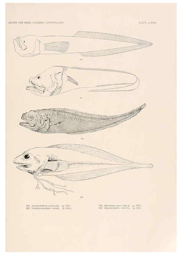 Reproducción/Reproduction 6441802529: Oceanic ichthyology. v.22 atlas. Cambridge, U.S.A. :Printed for the Museum,1896
